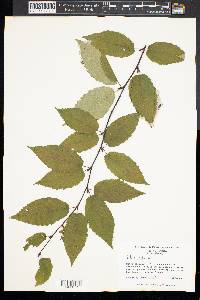 Betula lenta image