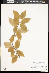Betula lenta image