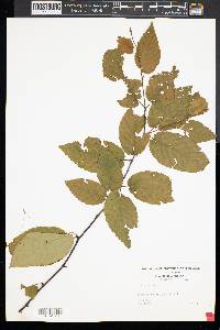 Betula lenta image