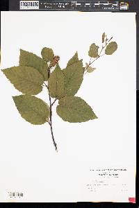 Betula lenta image