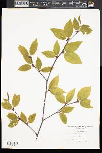 Betula lenta image