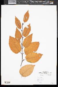 Betula lenta image