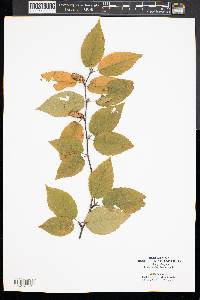 Betula lenta image