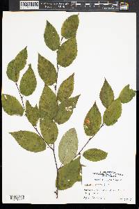 Betula lenta image