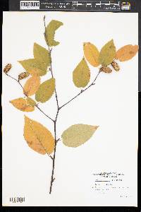 Betula lenta image