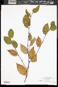 Betula lenta image