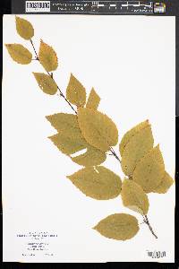 Betula lenta image
