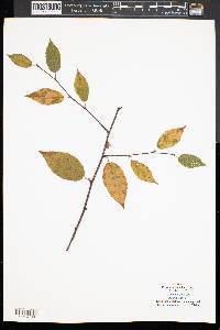 Betula lenta image
