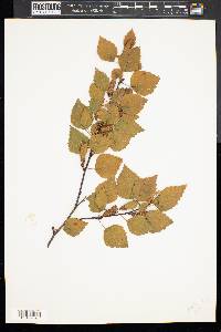 Betula papyrifera image