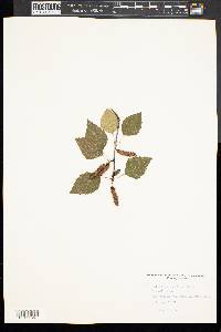 Betula papyrifera image