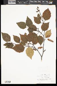 Betula papyrifera image