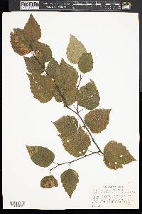 Betula papyrifera image