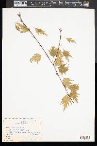 Betula pendula image