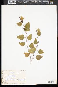 Betula pendula image