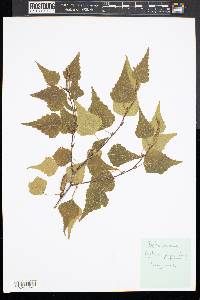 Betula populifolia image