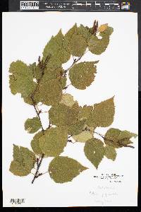 Betula populifolia image