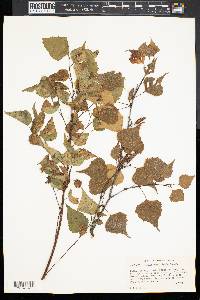 Betula populifolia image