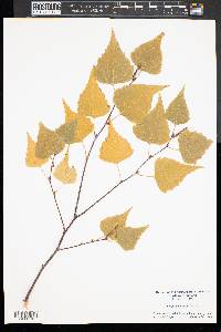 Betula populifolia image