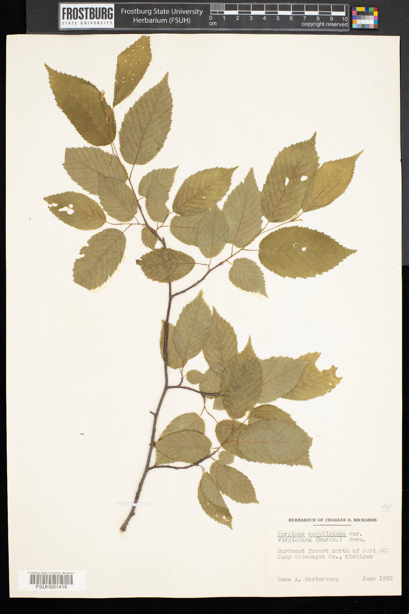 Carpinus caroliniana var. virginiana image