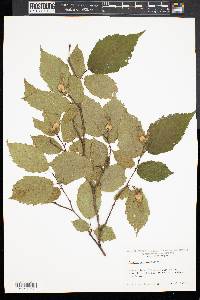 Corylus cornuta image