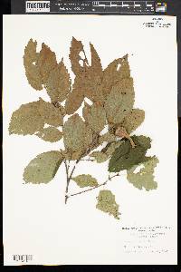 Corylus cornuta image