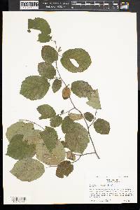 Corylus cornuta image