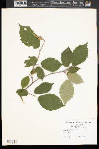 Corylus cornuta image