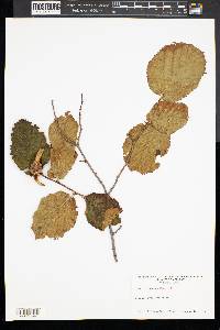 Corylus cornuta image