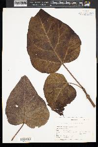 Catalpa bignonioides image