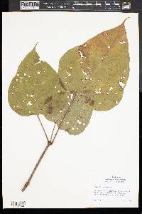 Catalpa bignonioides image