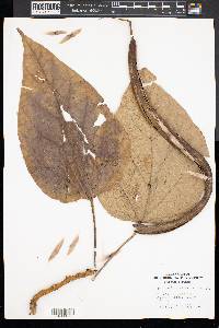 Catalpa speciosa image