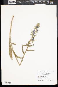 Echium vulgare image