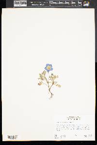 Nemophila menziesii image