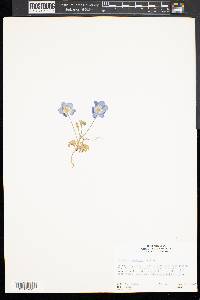 Nemophila menziesii image