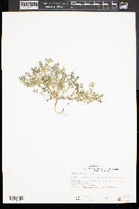 Nemophila menziesii image