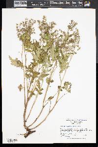 Phacelia bipinnatifida image