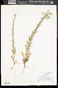 Camelina microcarpa image