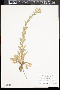 Camelina microcarpa image