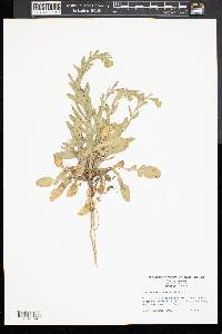 Camelina microcarpa image