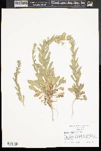 Camelina microcarpa image