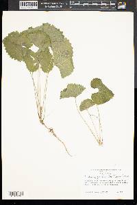 Alliaria petiolata image