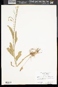 Cardamine bulbosa image