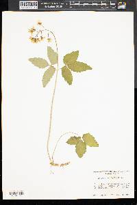 Cardamine diphylla image