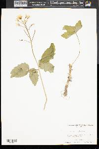 Cardamine diphylla image