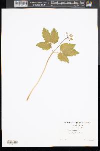 Cardamine maxima image