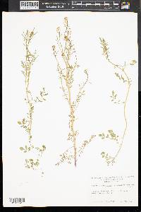 Cardamine parviflora image