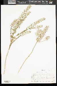 Lepidium campestre image