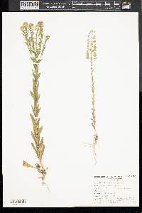 Lepidium campestre image