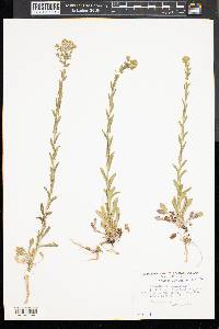 Lepidium campestre image