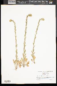 Lepidium campestre image